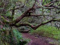 Fast waagrecht wachsende Laurazeen Bäume - Levada der 25 Quellen